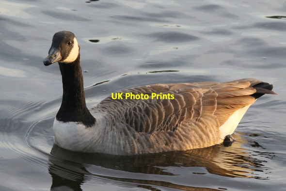 Photo 6"x4" Canada Goose on Arrow Valley Lake Redditch c2016