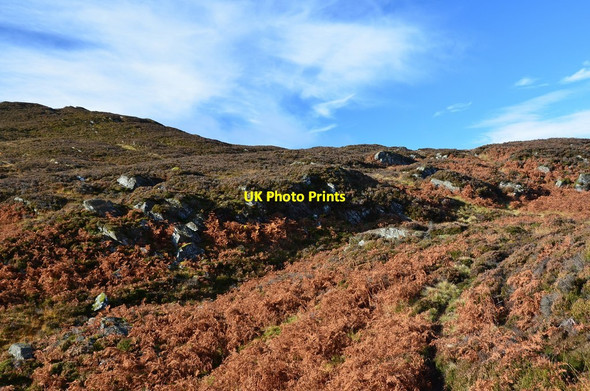 Photo 6"x4" Heather and bracken, Creag a' Choire Faskally c2016