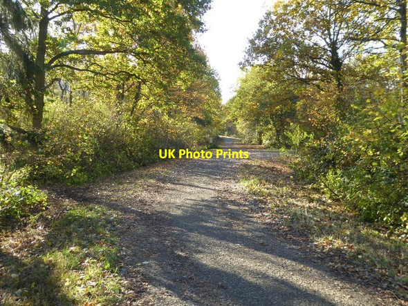 Photo 6"x4" Track through Tiddesley Wood Ramsden\/SO9246 c2016