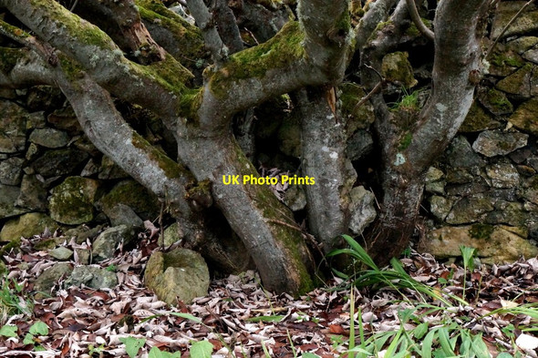 Photo 6"x4" Contorted Prunus trunk, Hillsgarth, Baltasound Baliasta\/HP6009 c2016