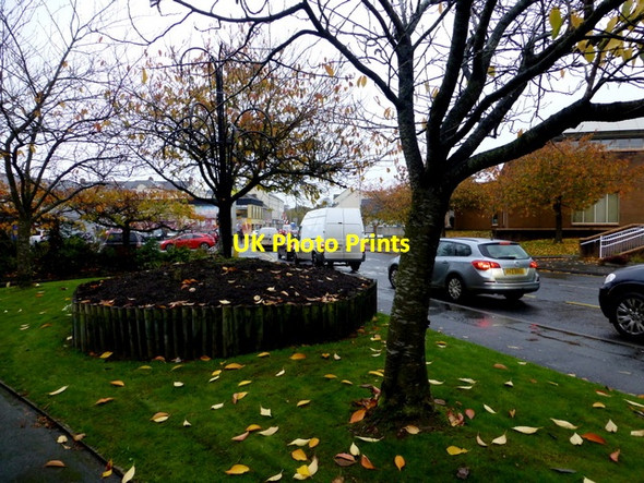 Photo 6"x4" Bare trees, Omagh Omagh c2016