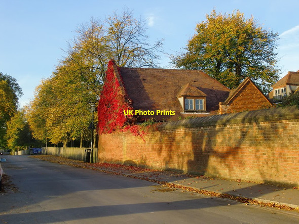 Photo 6"x4" Creeper-clad wall, Ham Street, in early November Kingston Upon Thames c2016