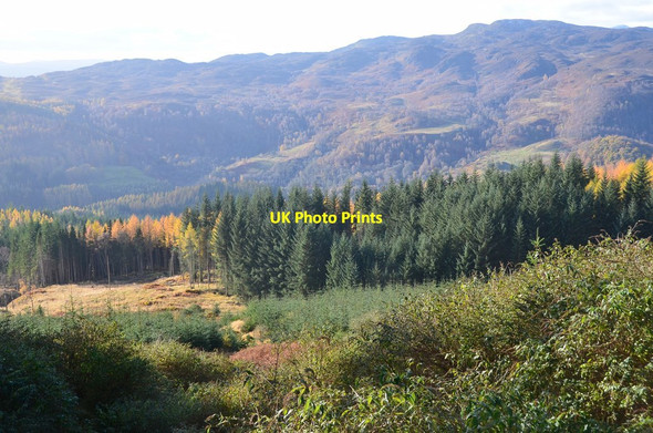 Photo 6"x4" Forest plantation, Craigower Pitlochry c2016