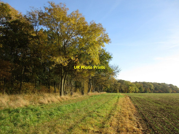 Photo 6"x4" Autumn at Shortgrove Wood Crowfield\/SP6141 c2016