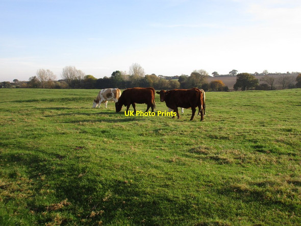 Photo 6"x4" Cows at the deserted medieval village of Radstone Pimlico\/SP6140 c2016