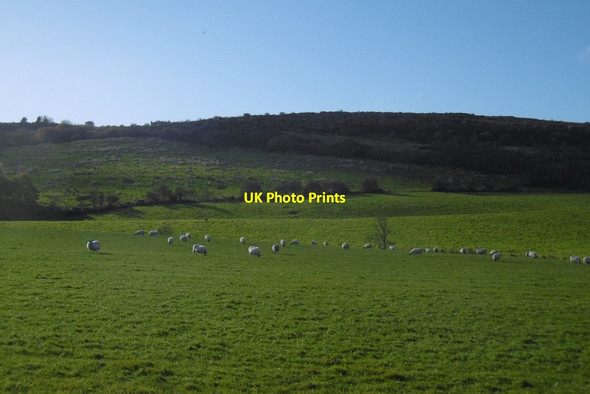 Photo 6"x4" Field of sheep Barrhead c2016