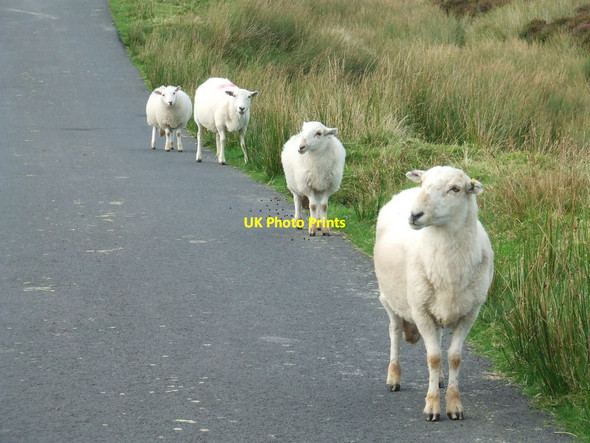 Photo 6"x4" Four Sheep Carrog\/SH7647 c2016