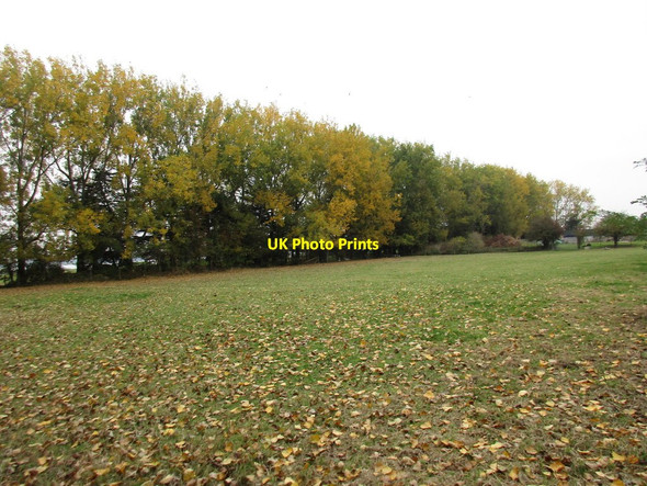Photo 6"x4" Stand of trees near Bridge House Farm North Hayling c2016