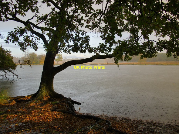 Photo 6"x4" Heavy rain over the Pen Ponds Kingston Upon Thames c2016