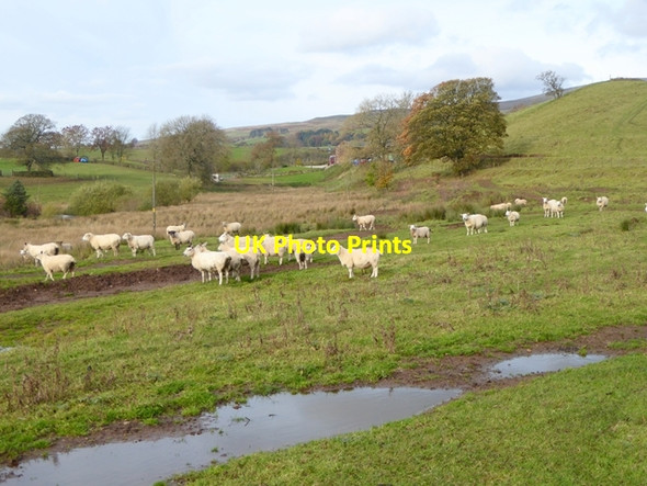 Photo 6"x4" Sheep at Busk Farm Busk\/NY6042 c2016