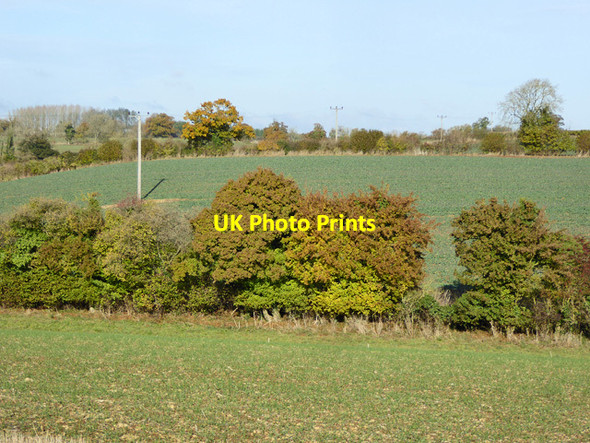 Photo 6"x4" Hedgerow trees Barton Abbey c2016