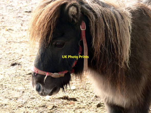 Photo 6"x4" Shetland pony near Ladywood junction Droitwich c2016