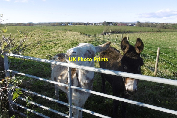 Photo 6"x4" Donkeys, Wardlaw Auchentiber\/NS3647 c2016