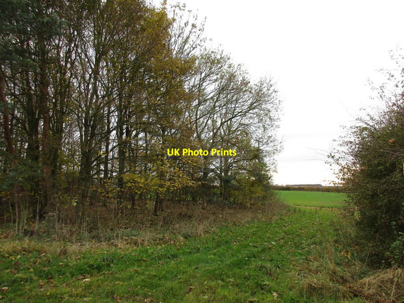 Photo 6"x4" Gap between shelter belt and hedge Hemswell Cliff\/SK9589 c2016
