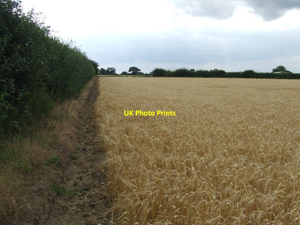 Photo 6"x4" Footpath And Field Edge Goose Green\/TM1187 c2016