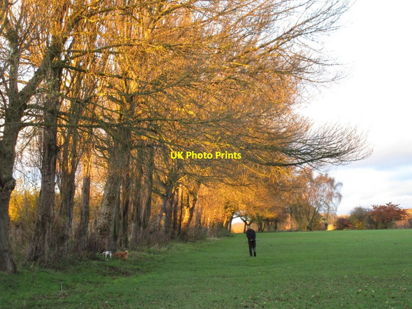 Photo 6"x4" Walking the dogs Scunthorpe c2016