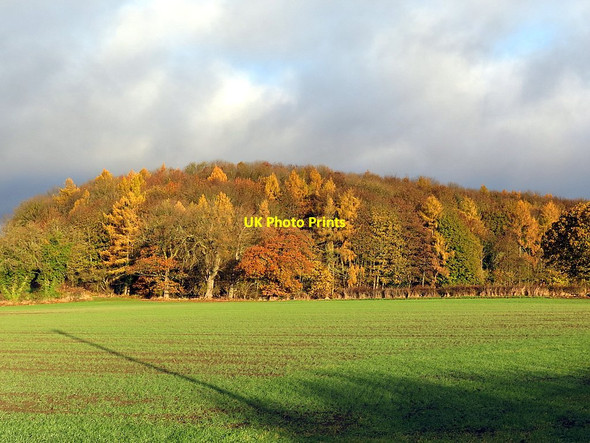 Photo 6"x4" West Wood - Autumn Colours Houghton\/NZ1266 c2016