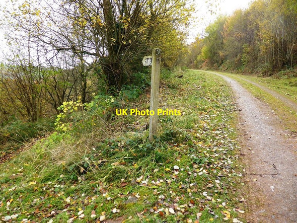 Photo 6"x4" Track through Llanthony Wood Cwmyoy c2016