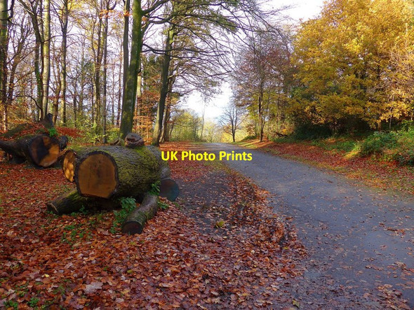 Photo 6"x4" Autumn colours in Pollok Park Kennishead c2016