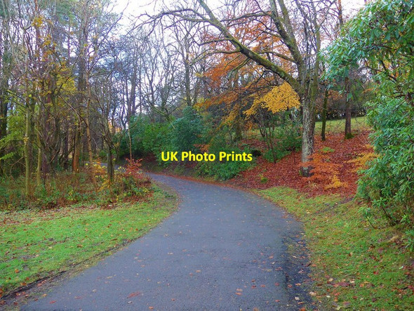Photo 6"x4" Autumn colour in Pollok Country Park Bellahouston c2016