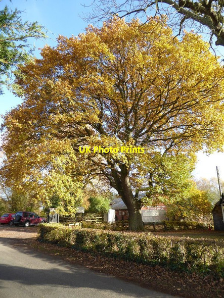 Photo 6"x4" An oak tree in autumn colours Baughton c2016