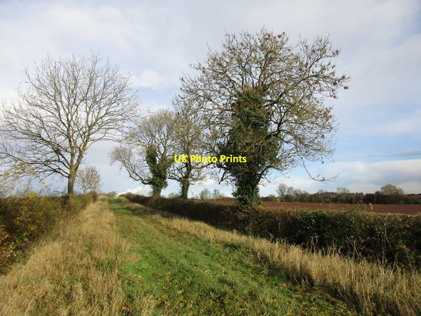 Photo 6"x4" Wood Lane South Leverton c2016