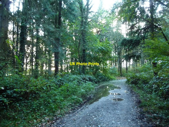 Photo 6"x4" Puddles on the bridleway in Lane Park Holker c2016