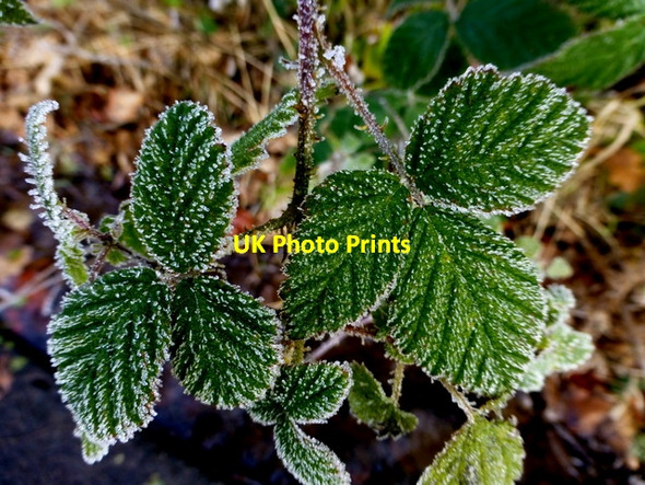 Photo 6"x4" Frosty nettle leaves, Cranny Omagh c2016