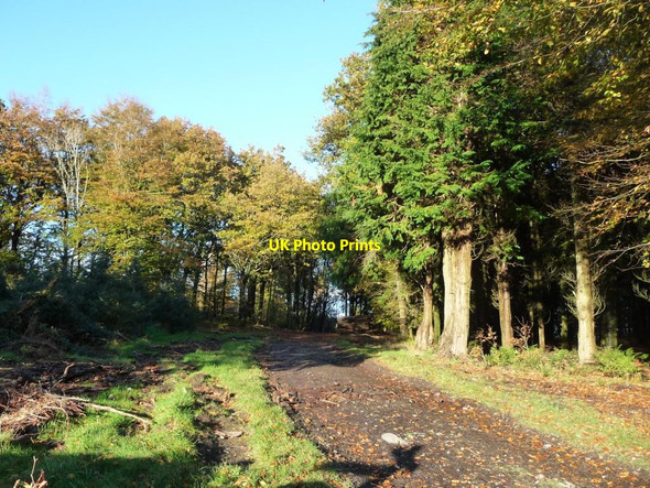 Photo 6"x4" Bridleway heading north through Yaw Yeat Wood Holker c2016