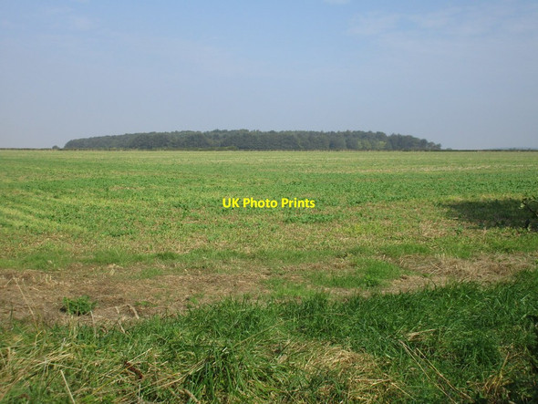 Photo 6"x4" Field of oilseed rape and Annises Plantation Skillington c2016