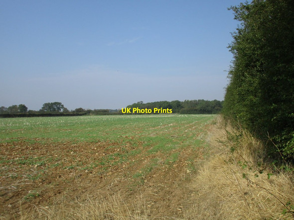 Photo 6"x4" View towards a plantation near Saltby Saltby c2016