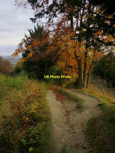 Photo 6"x4" The North Downs Way above Brockham quarry - in November Box Hill\/TQ1951 c2016