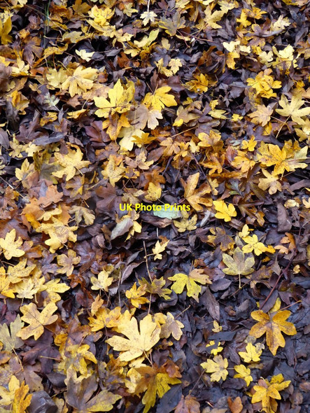 Photo 6"x4" Fallen leaves: Field Maple Box Hill\/TQ1951 c2016