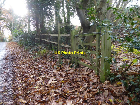 Photo 6"x4" Looking south on Spronkett's Lane past footpath junction Crabtree\/TQ2225 c2016