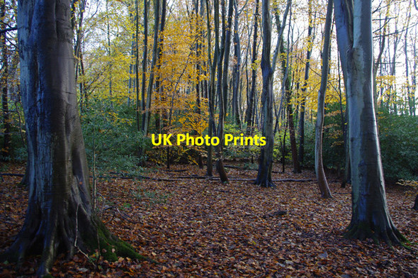 Photo 6"x4" Woodland by Hawes Water Waterslack c2016