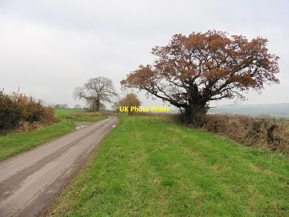 Photo 6"x4" Minor road to Chard Chard c2016