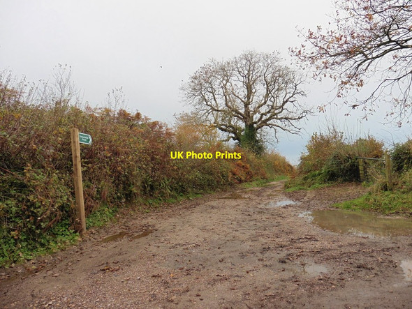 Photo 6"x4" Green lane to Burridge Chard c2016