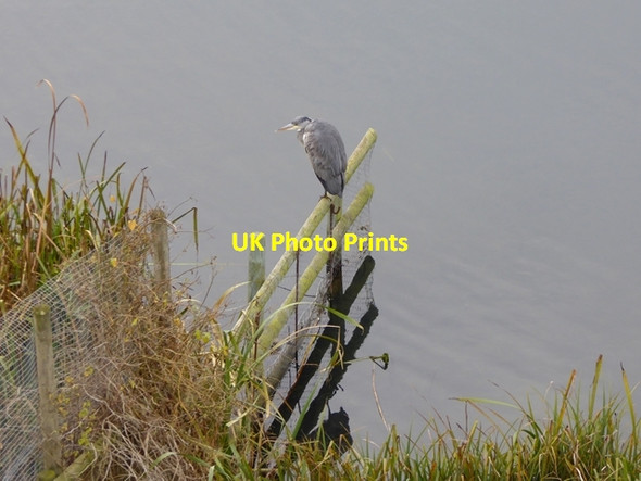 Photo 6"x4" Heron at London Wetland Centre Barnes c2016