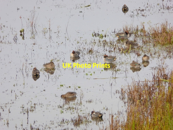 Photo 6"x4" Teal at London Wetland Centre Barnes c2016