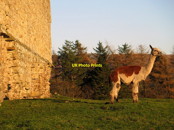 Photo 6"x4" Brown & white llama below walls of Bew Castle Bewcastle c2016
