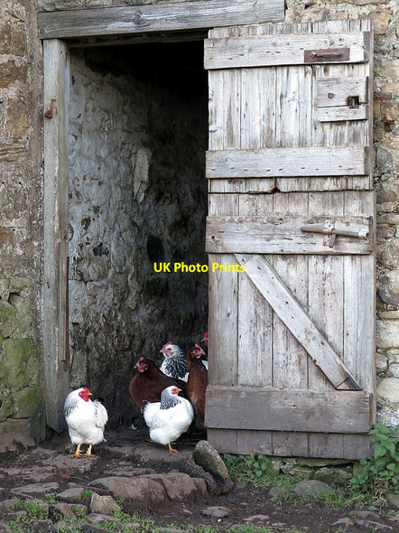 Photo 6"x4" Shy chickens, Demesne Farm, Bewcastle Bewcastle c2016
