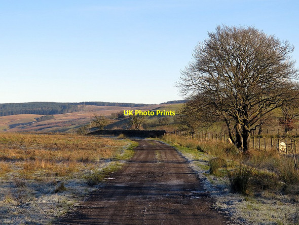 Photo 6"x4" Track at Herd Hill Bewcastle c2016
