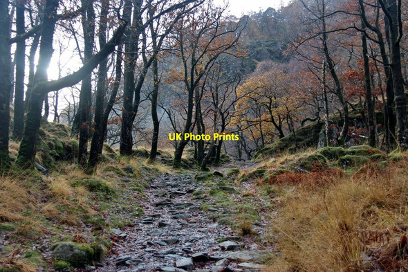 Photo 6"x4" The Cumbria Way in Borrowdale Grange\/NY2517 c2016