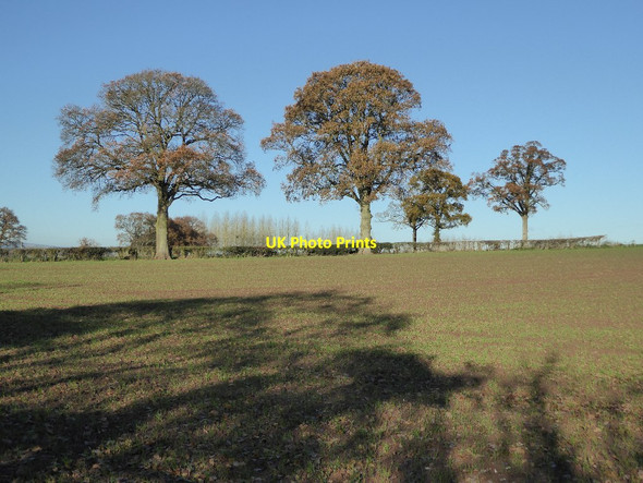Photo 6"x4" Hedgerow oak trees Grantsfield\/SO5260 c2016