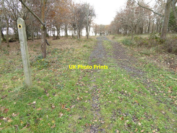 Photo 6"x4" Footpath going southwards in Taintfield Wood Cowfold\/TQ2122 c2016