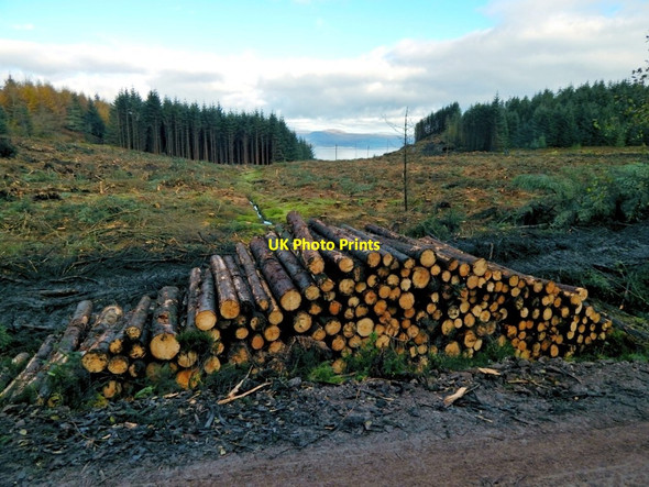 Photo 6"x4" Cleared forestry land near Gouk Hill Arden\/NS3684 c2016