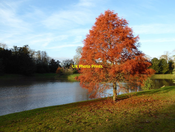 Photo 6"x4" Autumn bronze High Green\/SO8745 c2016
