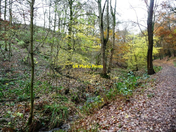 Photo 6"x4" Northcliffe Woods, in the valley of Northcliff Dike Shipley\/SE1437 c2016