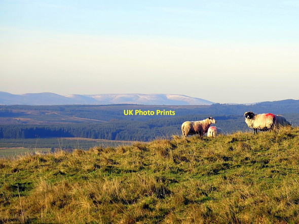 Photo 6"x4" Sheep on The Pike Bewcastle c2016