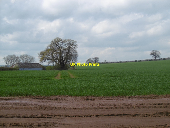 Photo 6"x4" Winter cereals. Moraston Lower Grove Common c2016
